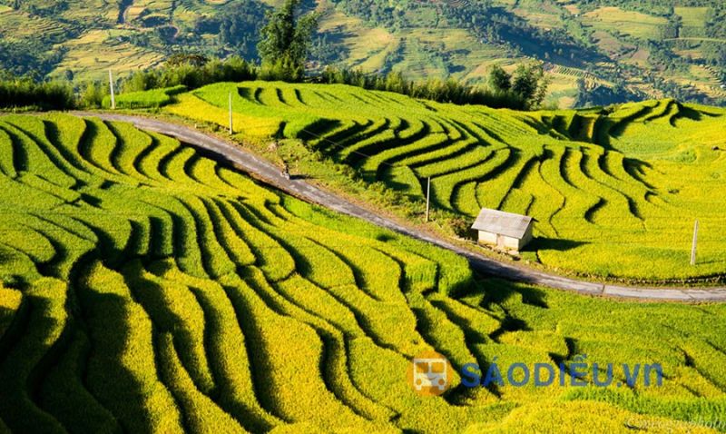 Ruộng bậc thang Sapa
